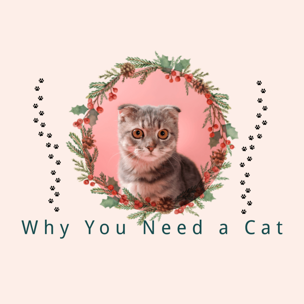 Why You Need a&nbsp;Cat